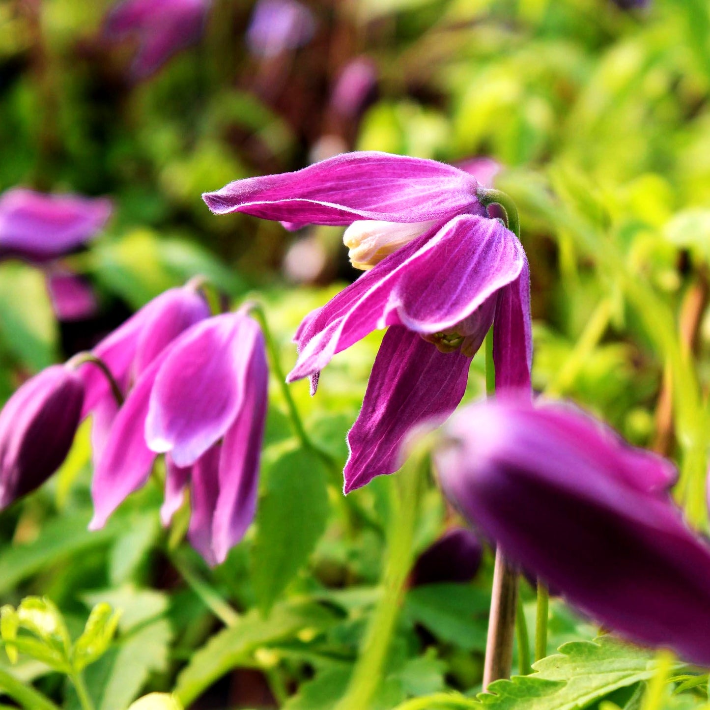 Alpen-Waldrebe 'Constance' (Clematis alpina)