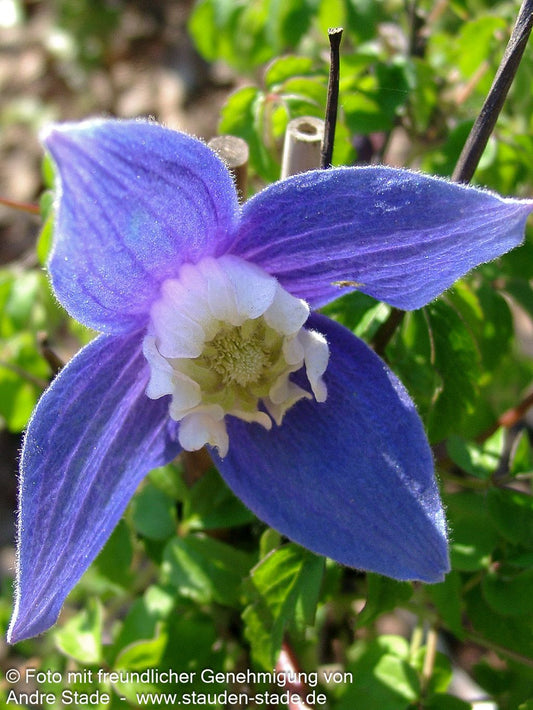 Alpen-Waldrebe 'Frances Rivis' (Clematis alpina)