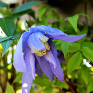 Alpen-Waldrebe 'Frances Rivis' (Clematis alpina)