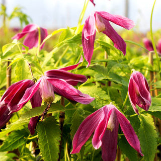 Alpen-Waldrebe 'Ruby' (Clematis alpina)
