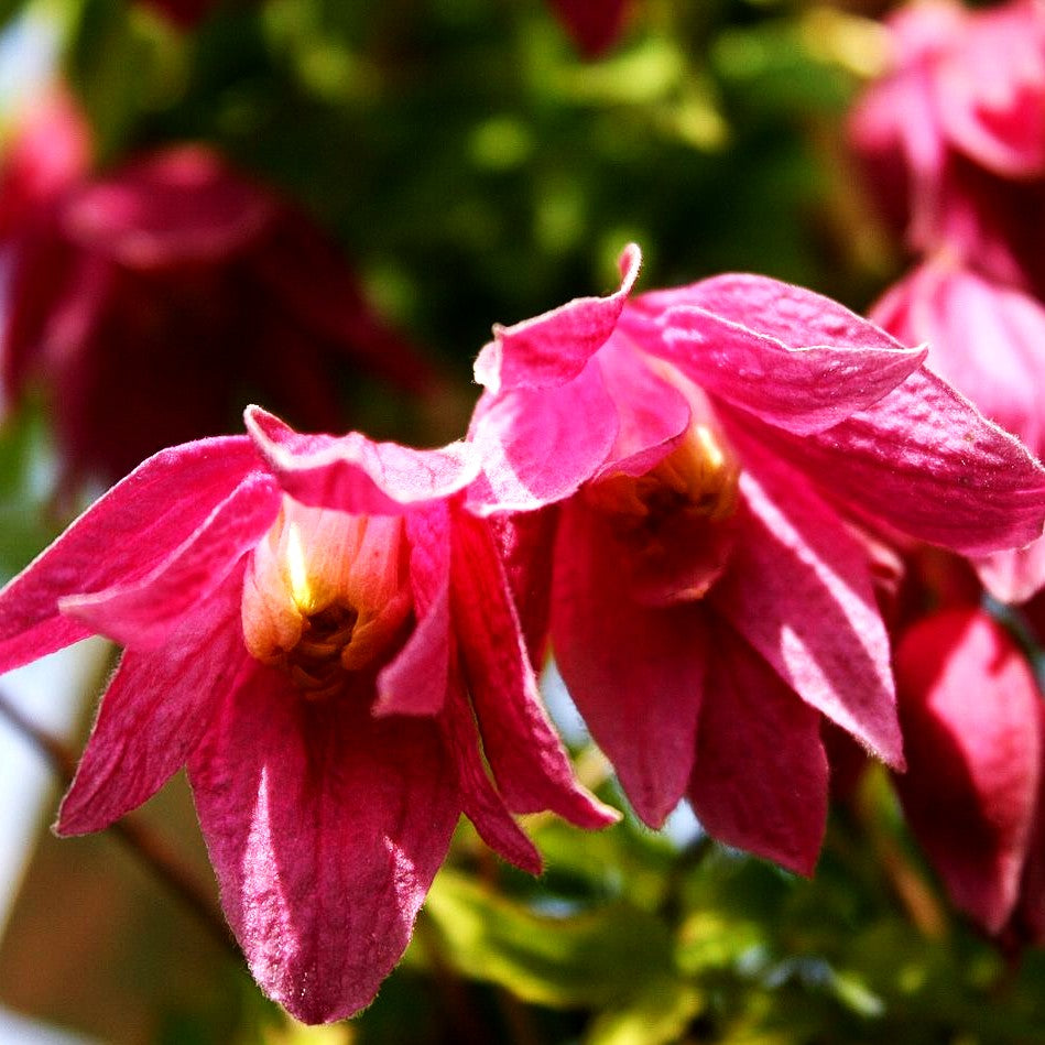 Alpen-Waldrebe 'Ruby' (Clematis alpina)
