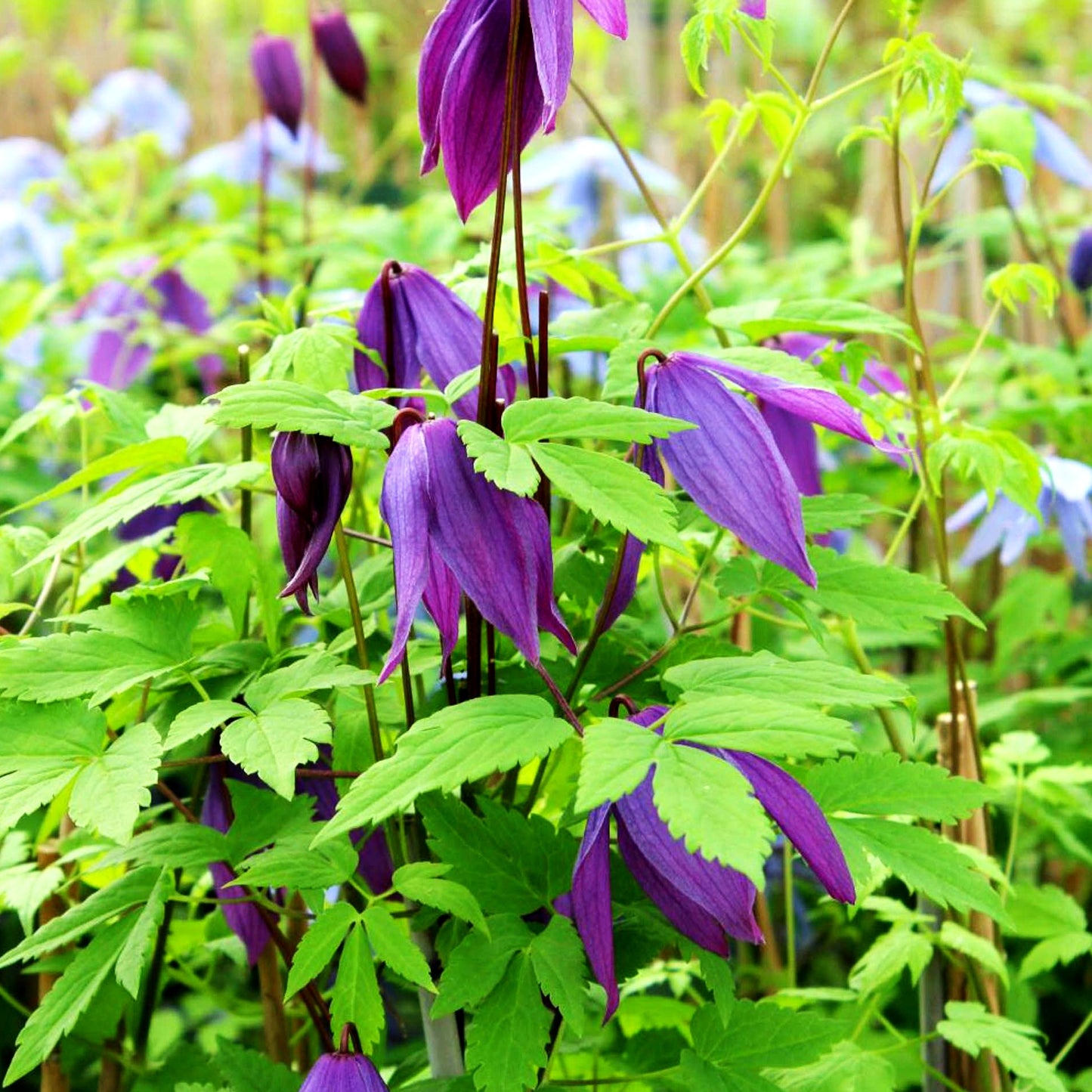 Alpen-Waldrebe 'Tage Lundell' (Clematis alpina)