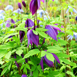 Alpen-Waldrebe 'Tage Lundell' (Clematis alpina)