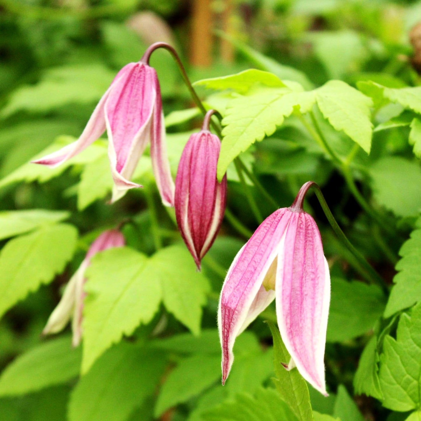 Alpen-Waldrebe 'Willy' (Clematis alpina)