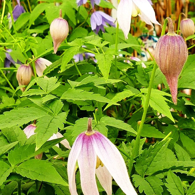 Alpen-Waldrebe 'Willy' (Clematis alpina)