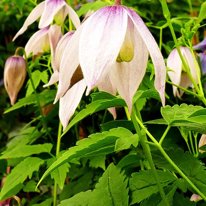 Alpen-Waldrebe 'Willy' (Clematis alpina)