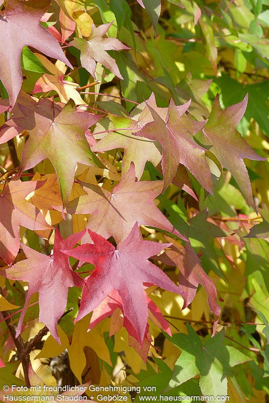 Amberbaum (Liquidambar styraciflua)