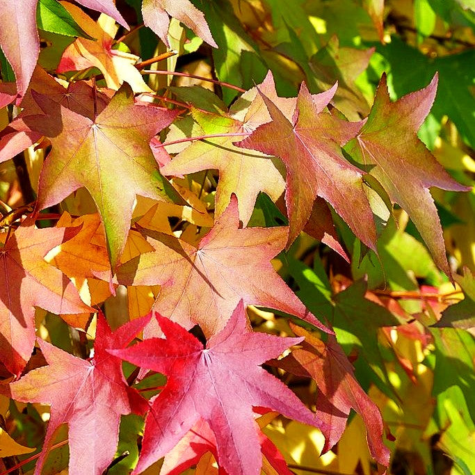 Amberbaum (Liquidambar styraciflua)