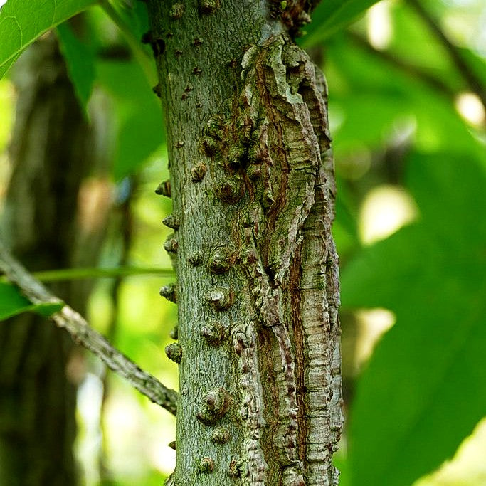 Amberbaum (Liquidambar styraciflua)