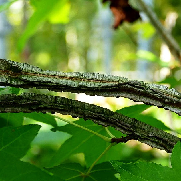 Amberbaum (Liquidambar styraciflua)