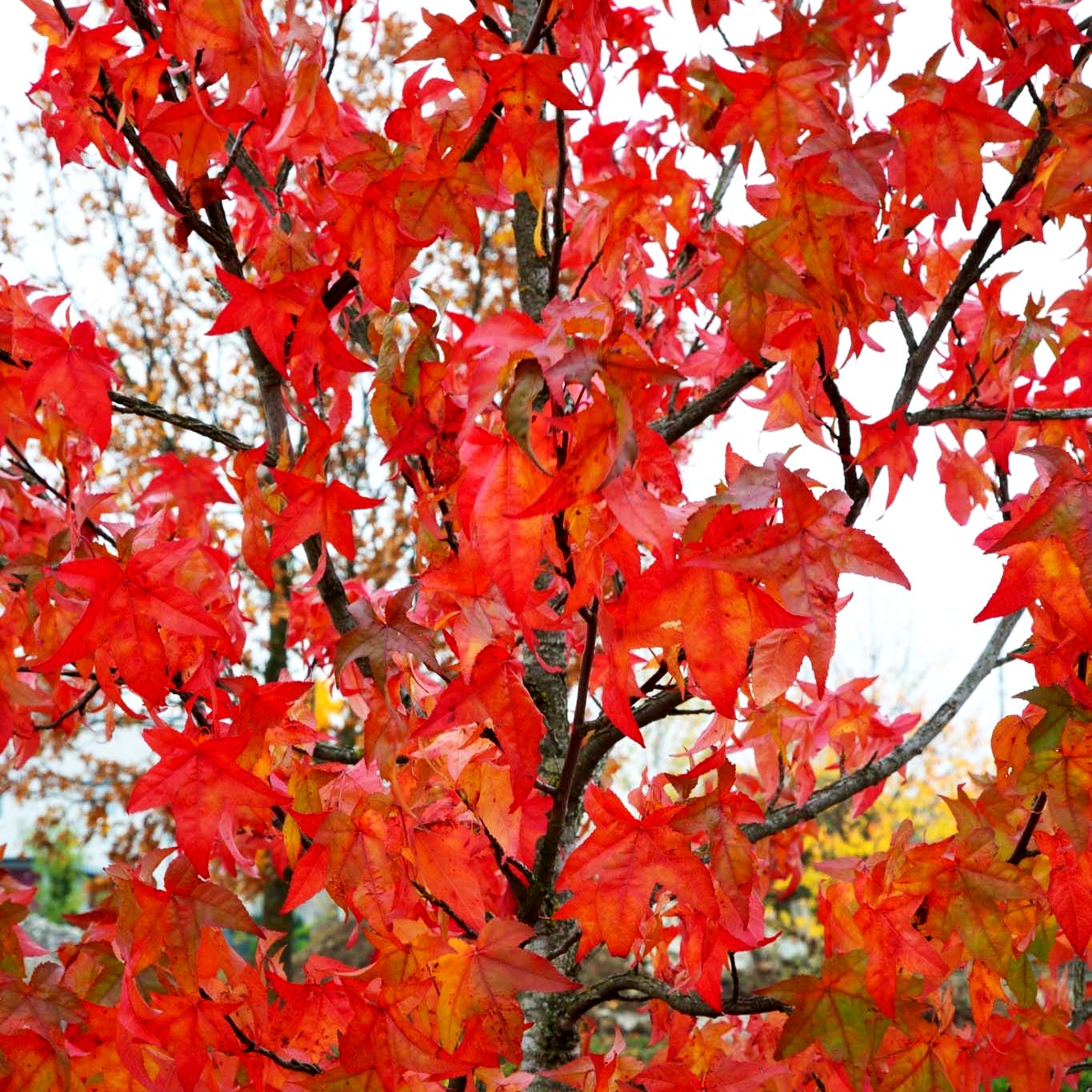 Amberbaum (Liquidambar styraciflua)