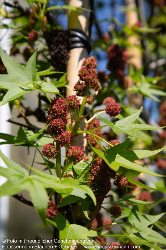 Amberbaum 'Worplesdon' (Liquidambar styraciflua)