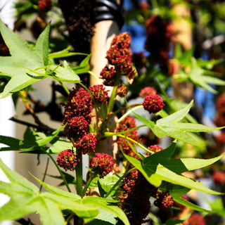 Amberbaum 'Worplesdon' (Liquidambar styraciflua)