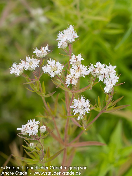 Amerikanische Bergminze (Pycnanthemum pilosum)