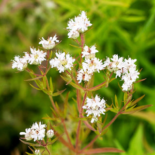 Amerikanische Bergminze (Pycnanthemum pilosum)