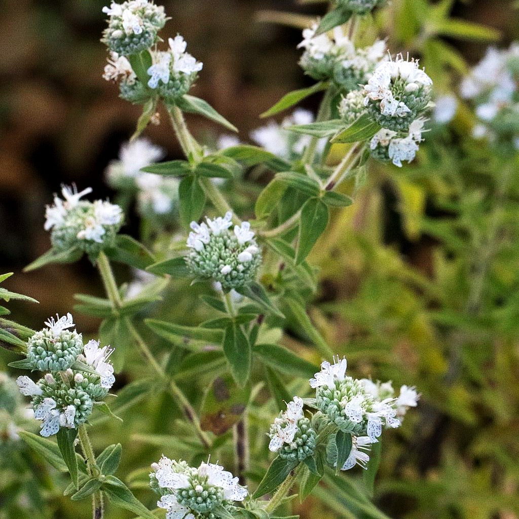 Amerikanische Bergminze (Pycnanthemum pilosum)