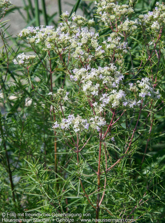 Amerikanische Bergminze (Pycnanthemum tenuifolium)
