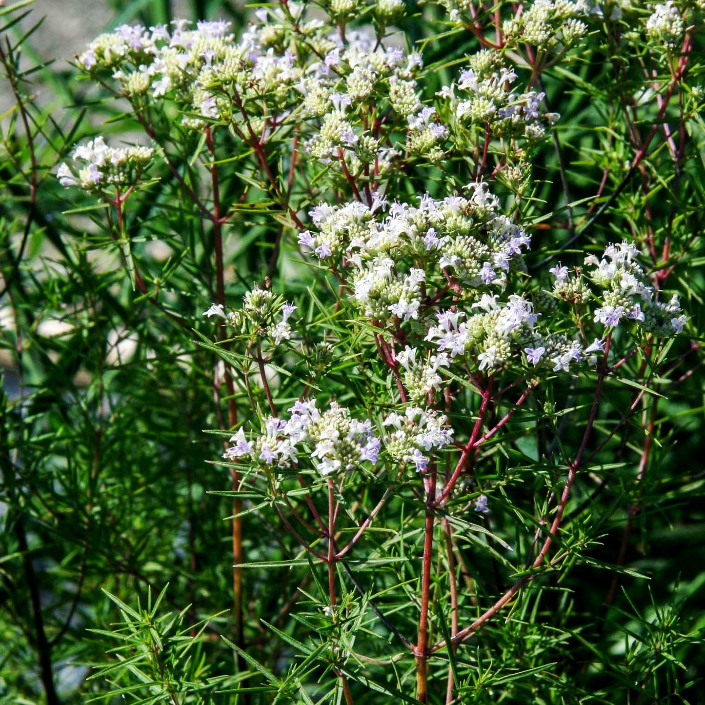 Amerikanische Bergminze (Pycnanthemum tenuifolium)