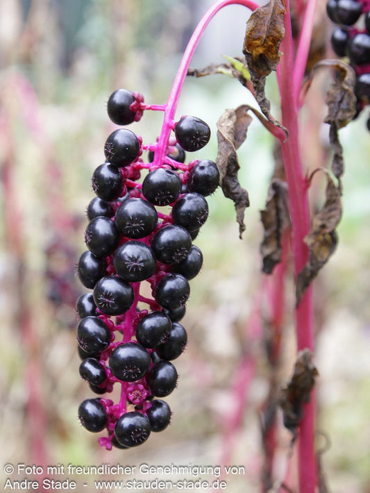 Amerikanische Kermesbeere (Phytolacca americana)