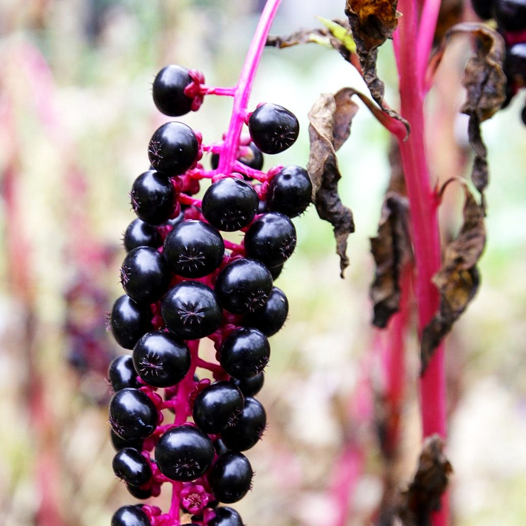 Amerikanische Kermesbeere (Phytolacca americana)