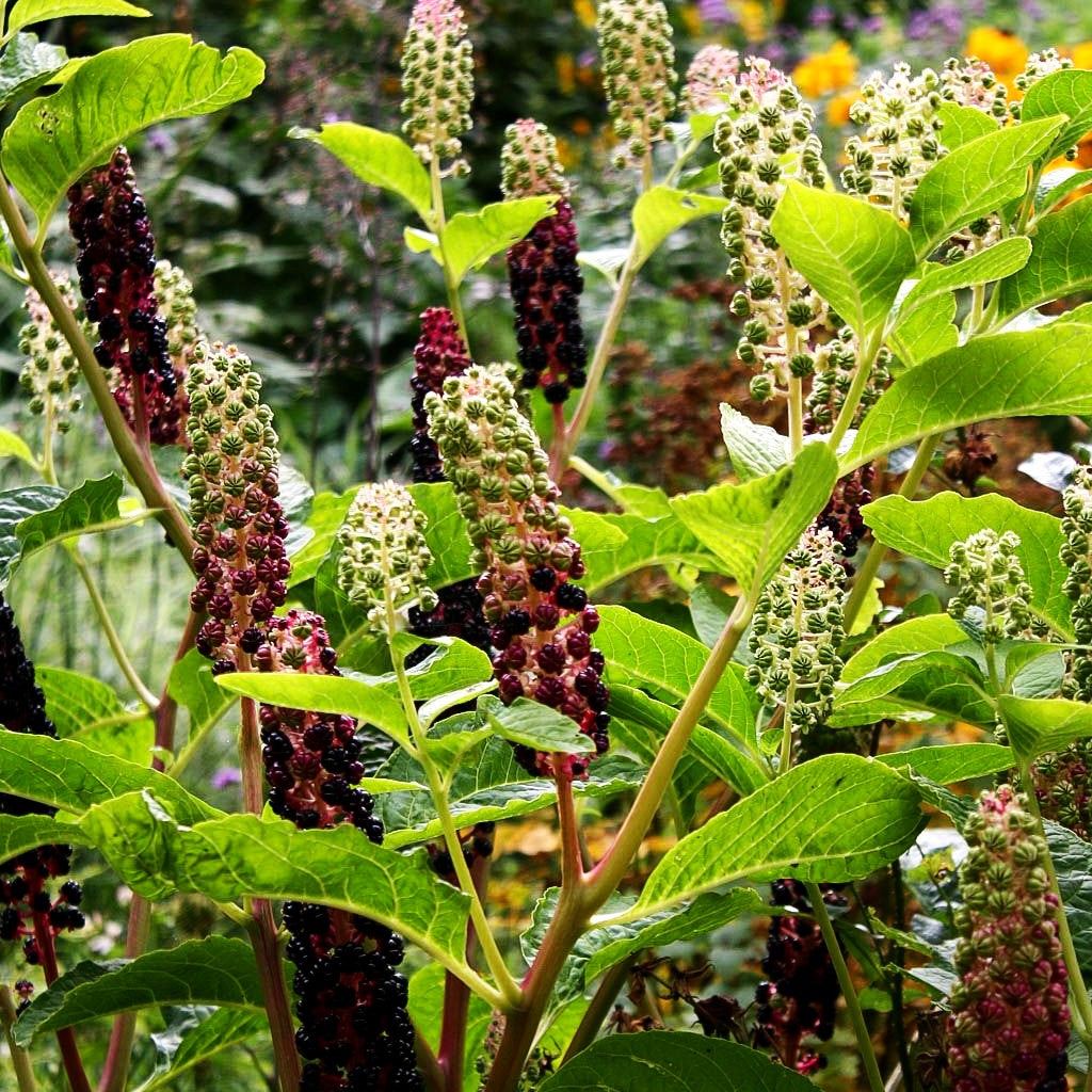 Amerikanische Kermesbeere (Phytolacca americana)