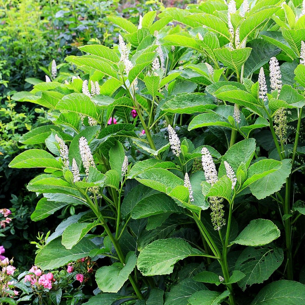 Amerikanische Kermesbeere (Phytolacca americana)