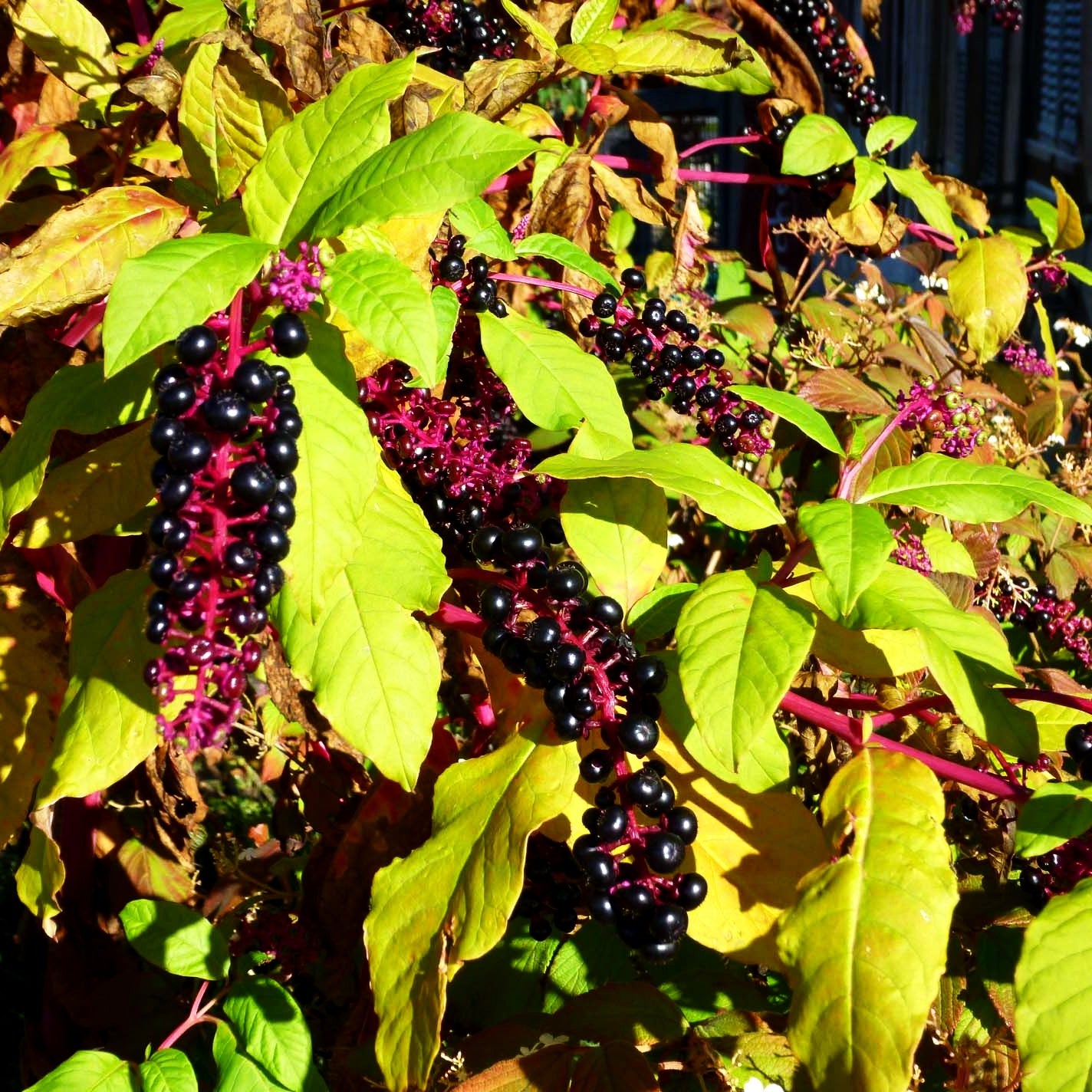 Amerikanische Kermesbeere (Phytolacca americana)
