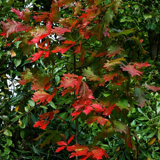 Amerikanische Rot-Eiche (Quercus rubra)