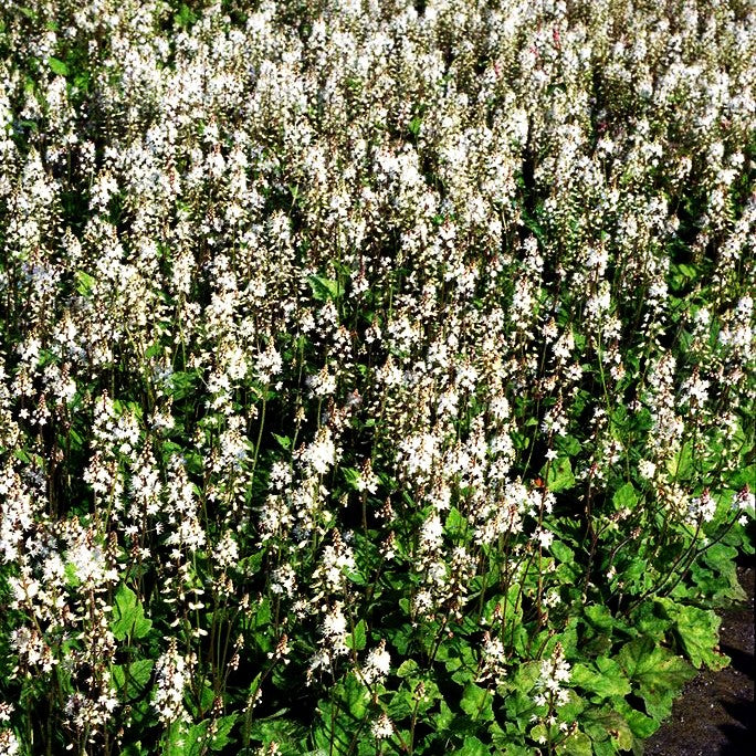 Amerikanische Schaumblüte (Tiarella wherryi)