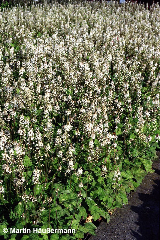 Amerikanische Schaumblüte (Tiarella wherryi)