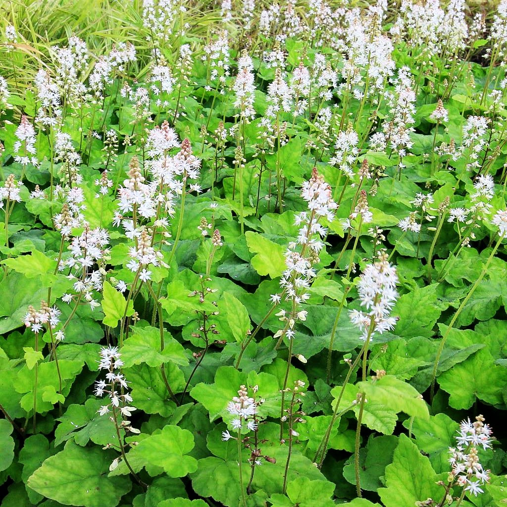 Amerikanische Schaumblüte (Tiarella wherryi)
