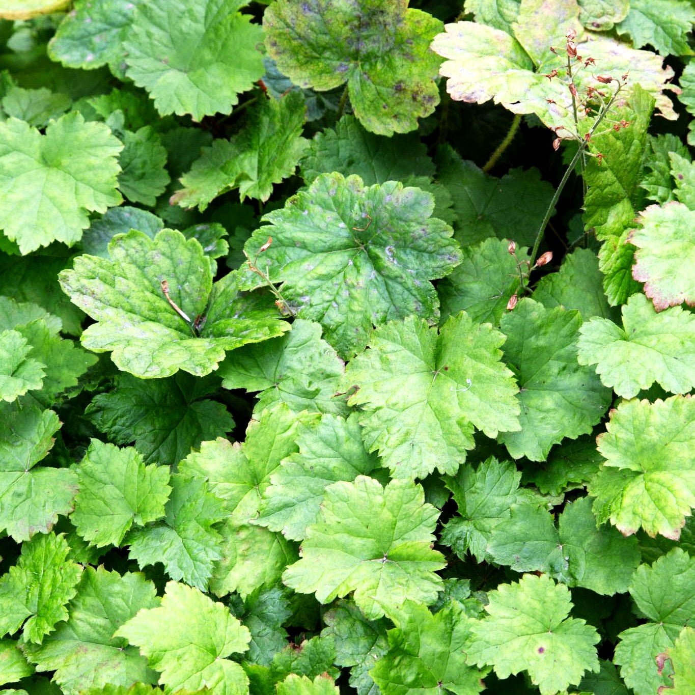 Amerikanische Schaumblüte (Tiarella wherryi)