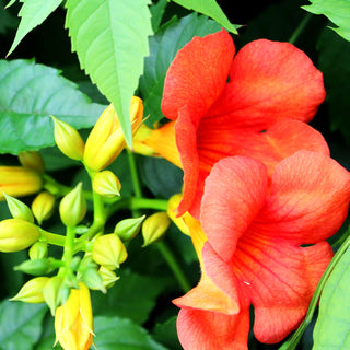 Amerikanische Trompetenwinde (Campsis radicans)