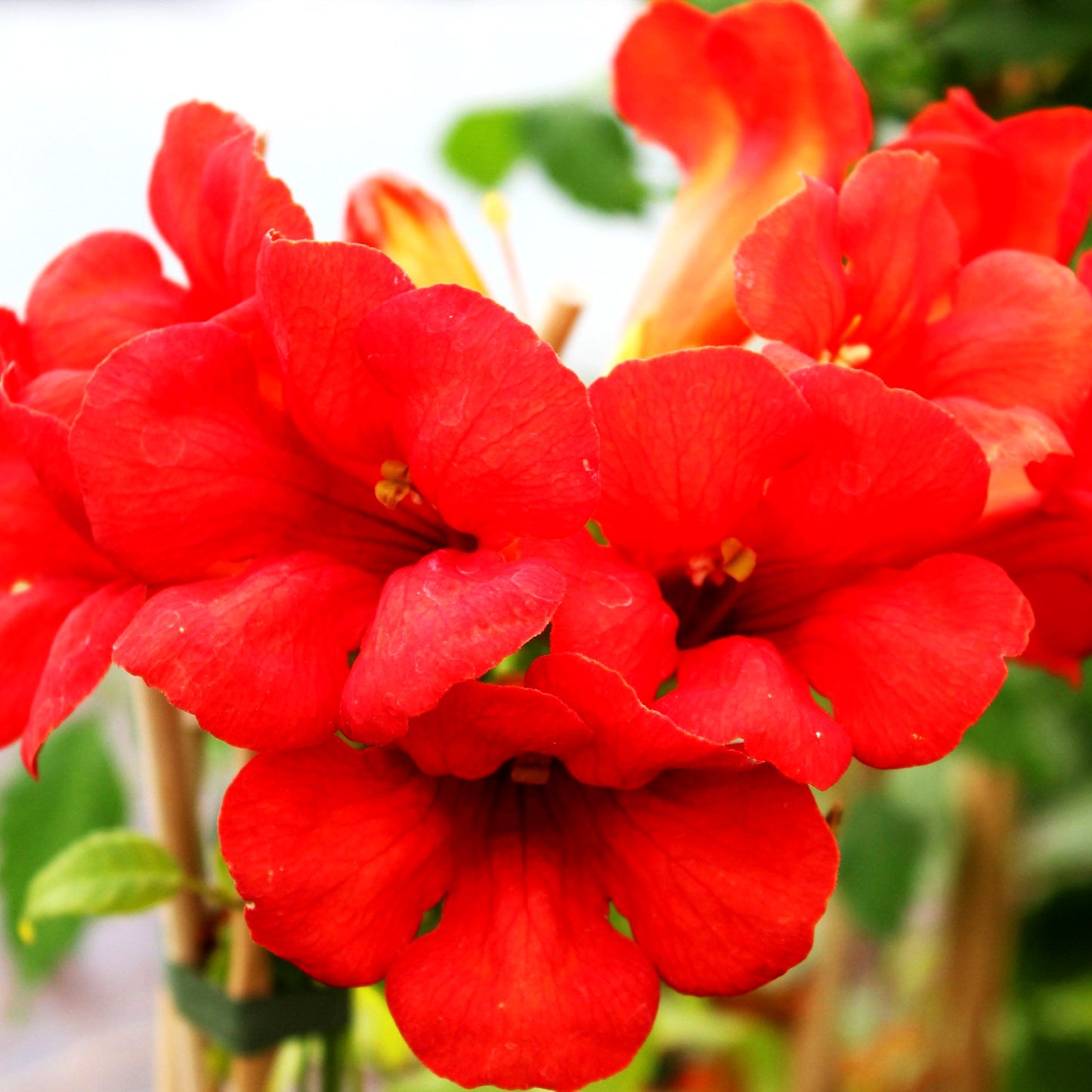 Amerikanische Trompetenwinde 'Flamenco' (Campsis radicans)