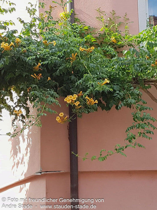 Amerikanische Trompetenwinde 'Flava' (Campsis radicans)