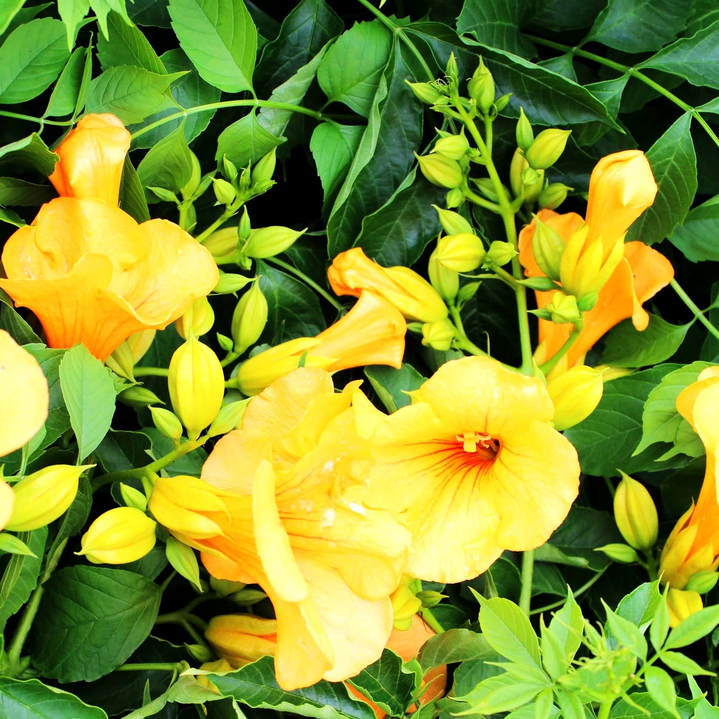 Amerikanische Trompetenwinde 'Flava' (Campsis radicans)