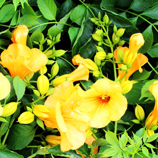 Amerikanische Trompetenwinde 'Flava' (Campsis radicans)