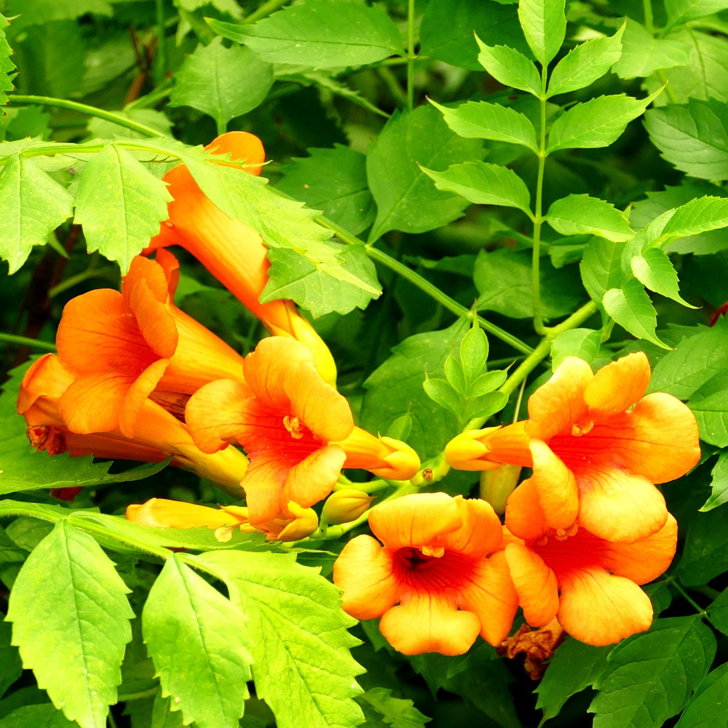 Amerikanische Trompetenwinde 'Flava' (Campsis radicans)