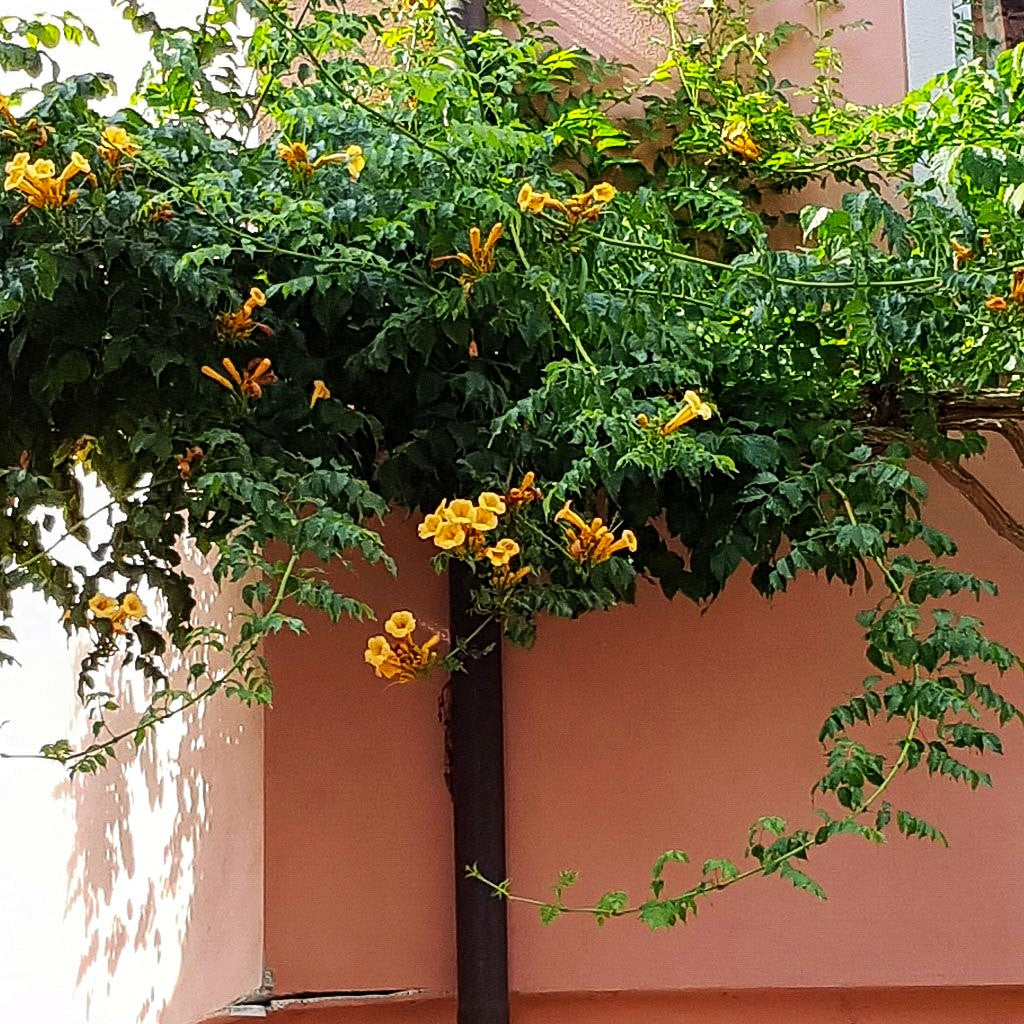 Amerikanische Trompetenwinde 'Flava' (Campsis radicans)
