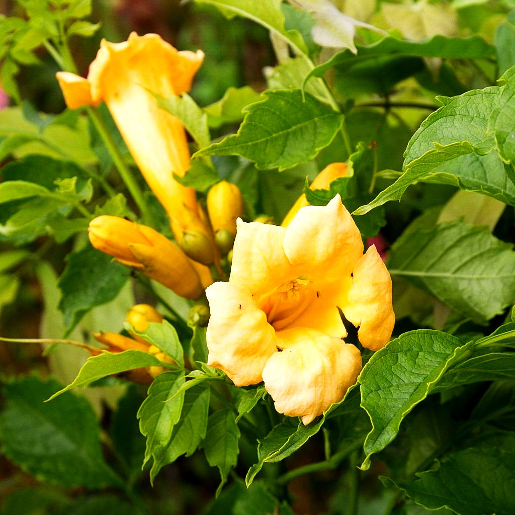 Amerikanische Trompetenwinde 'Flava' (Campsis radicans)