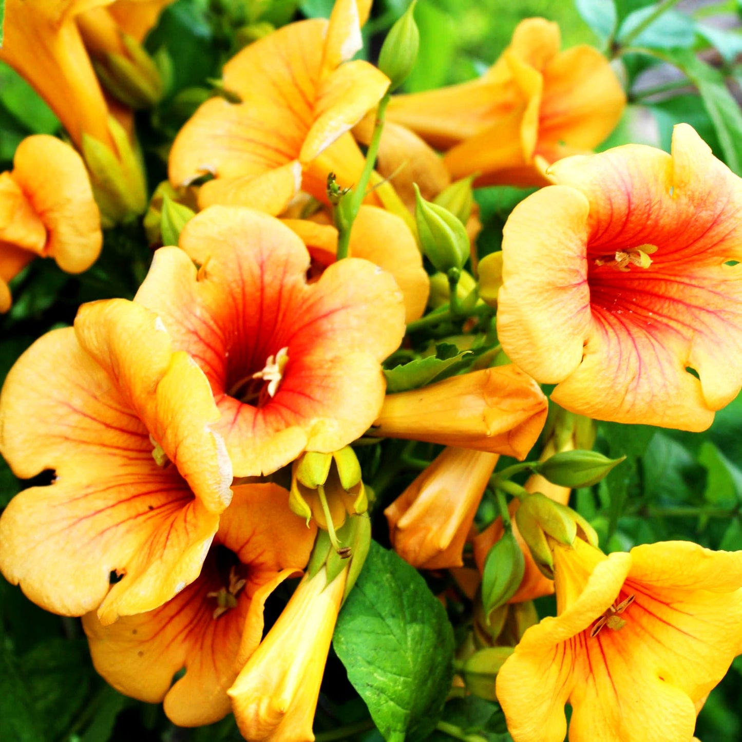 Amerikanische Trompetenwinde 'Indian Summer' (Campsis radicans)