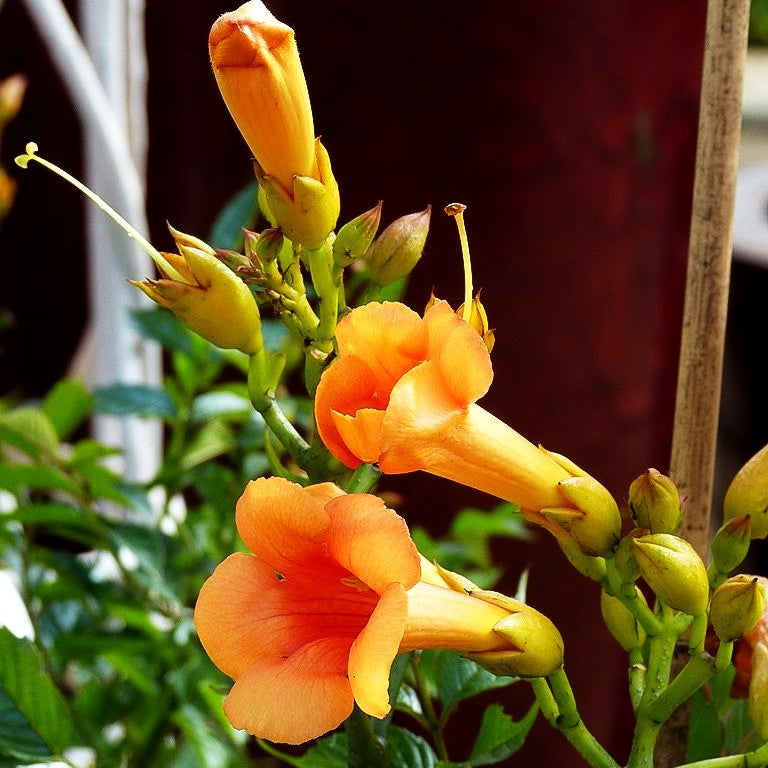 Amerikanische Trompetenwinde 'Indian Summer' (Campsis radicans)