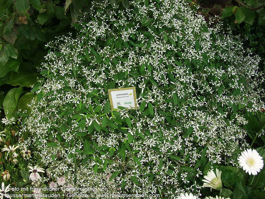 Amerikanische Wolfsmilch 'Diamond Frost' (Euphorbia corollata)