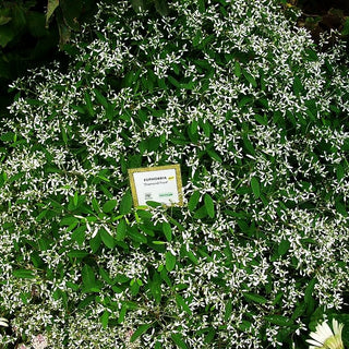 Amerikanische Wolfsmilch 'Diamond Frost' (Euphorbia corollata)