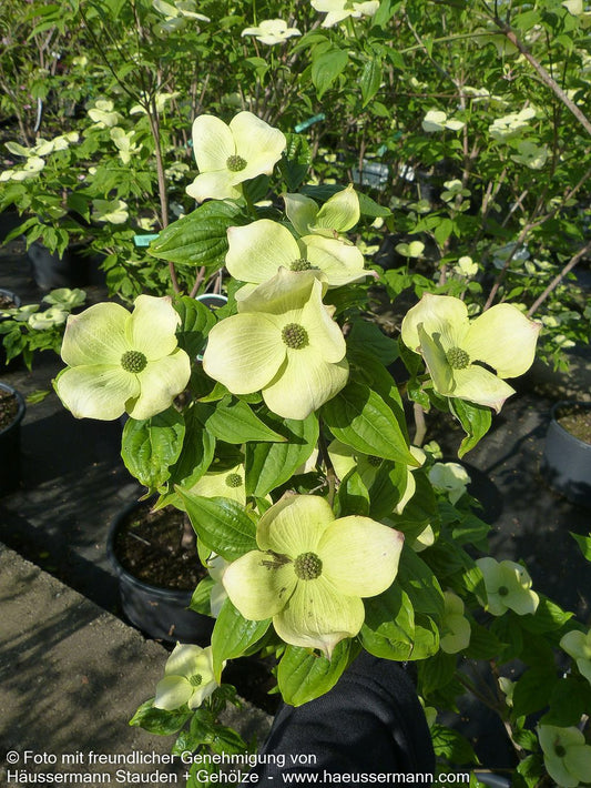 Amerikanischer Blumen-Hartriegel 'Aurora' (Cornus kousa)