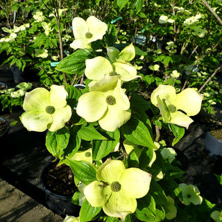 Amerikanischer Blumen-Hartriegel 'Aurora' (Cornus kousa)
