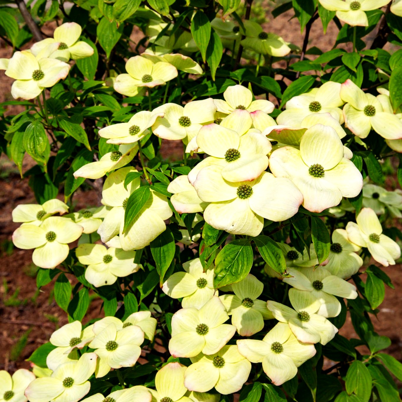 Amerikanischer Blumen-Hartriegel 'Aurora' (Cornus kousa)