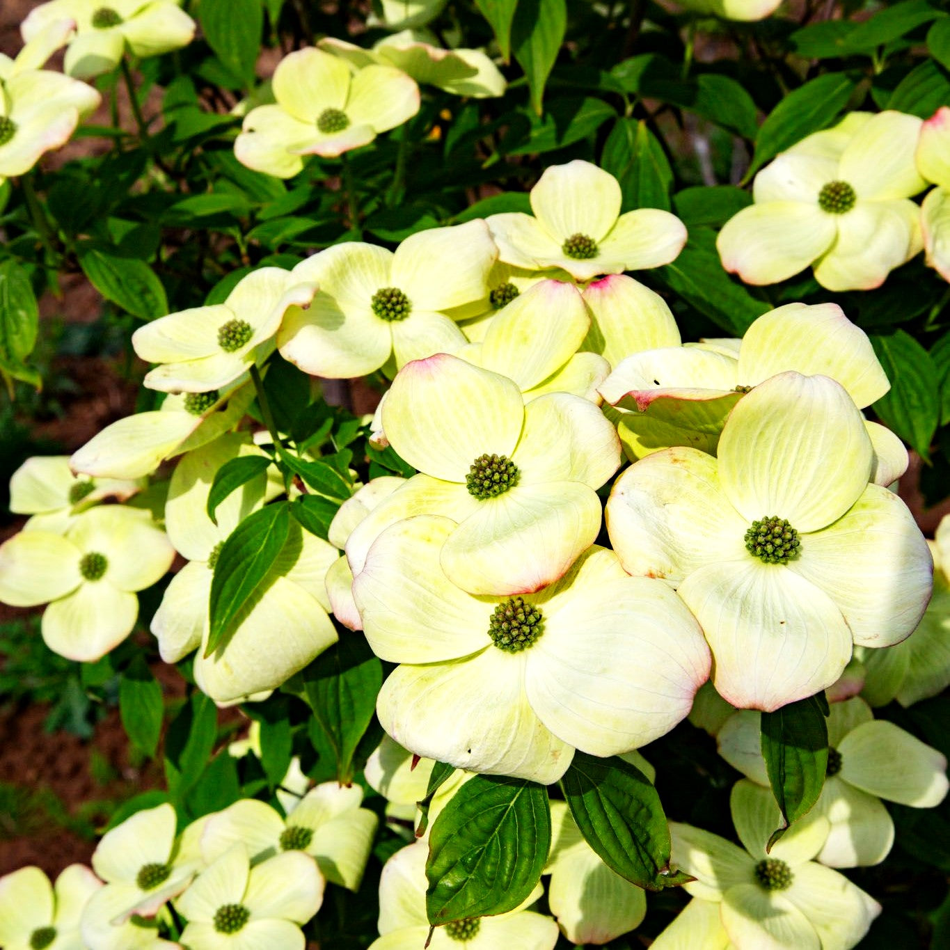 Amerikanischer Blumen-Hartriegel 'Aurora' (Cornus kousa)