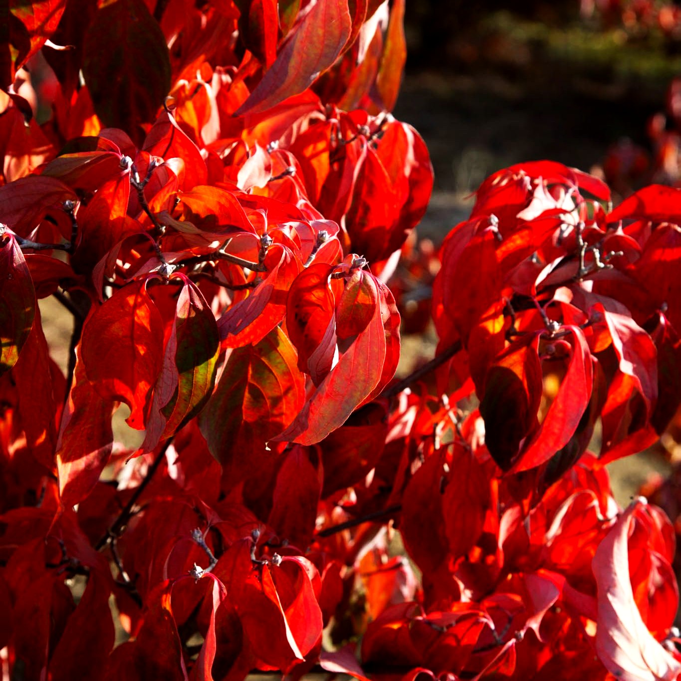Amerikanischer Blumen-Hartriegel 'Aurora' (Cornus kousa)