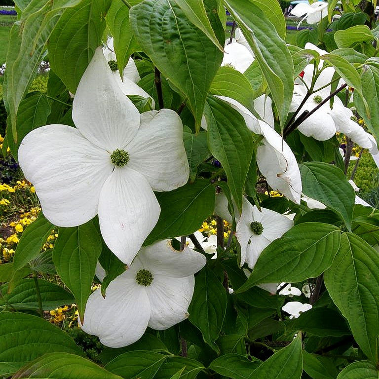 Amerikanischer Blumen-Hartriegel 'Aurora' (Cornus kousa)